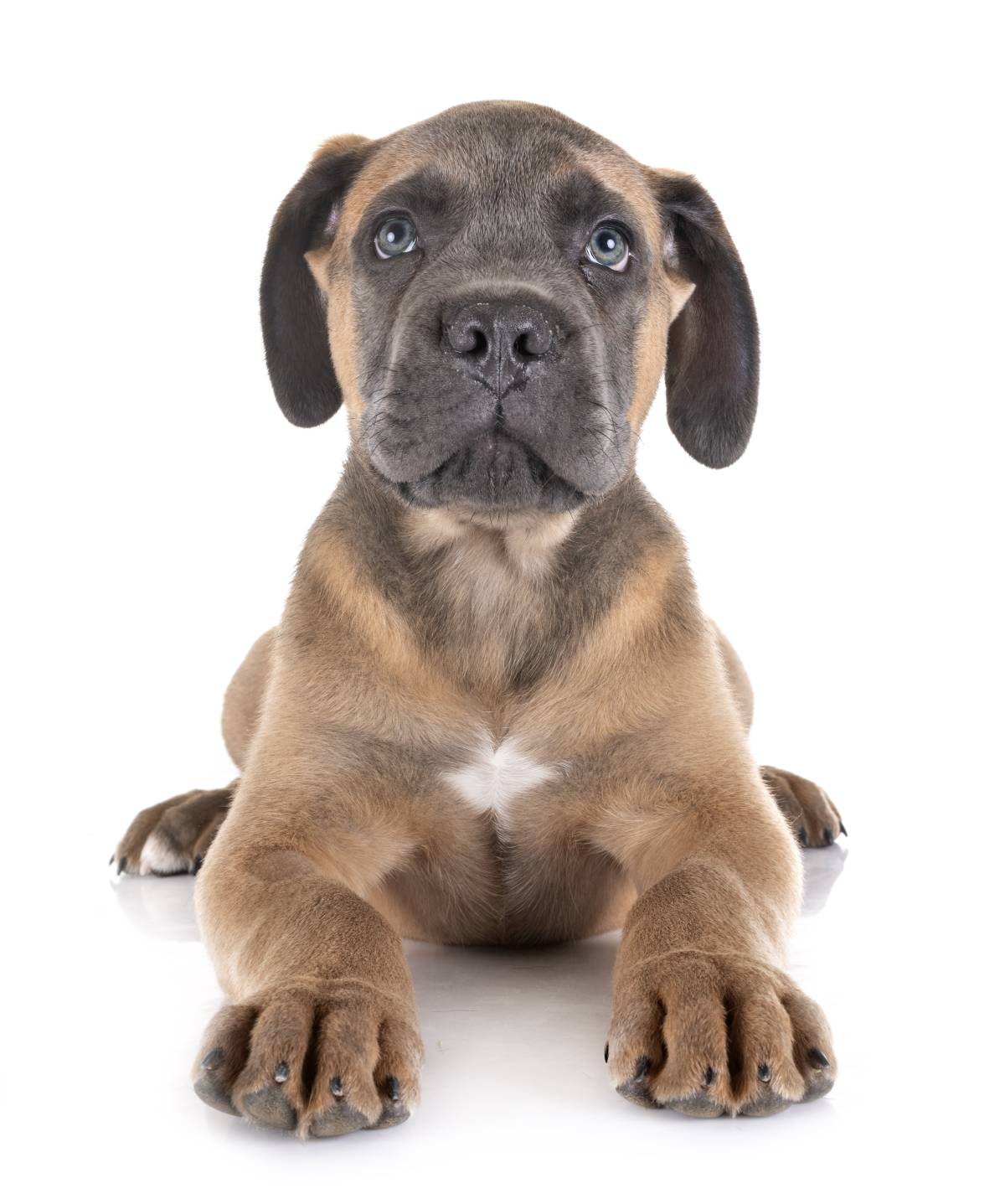 DOG BOUTIQUE HOTEL - Palmela - Hundetagesstätte (Hundesitter)