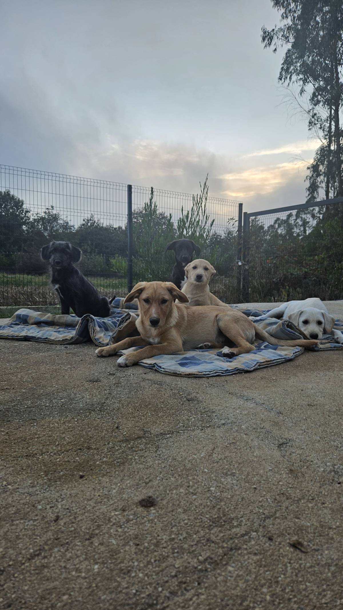 Joana - Santa Maria da Feira - Dog Hotel