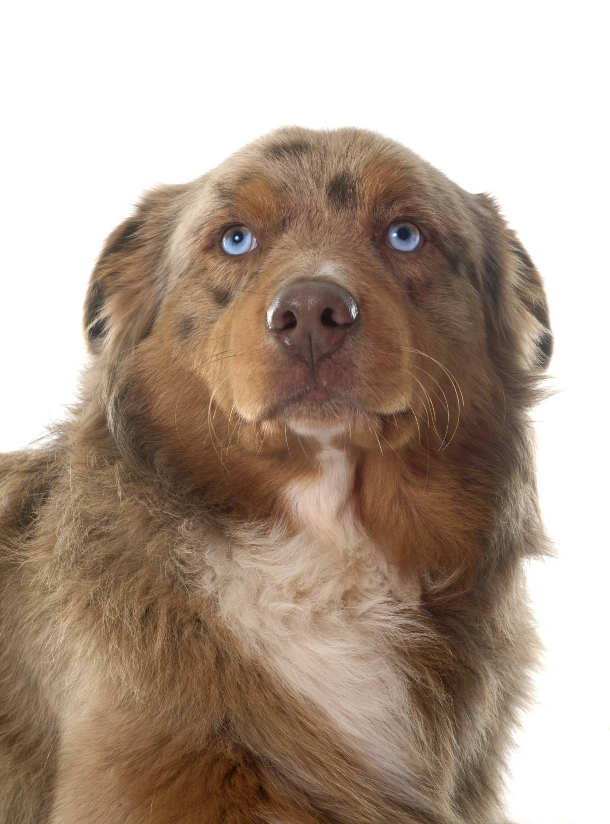 DOG BOUTIQUE HOTEL - Palmela - Haustiere - Pflege