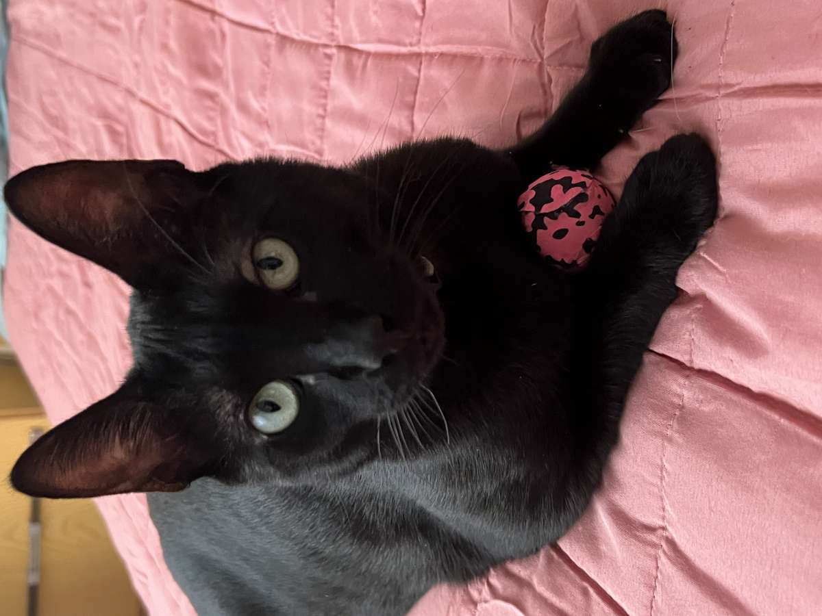 Natacha - Espinho - Hotel for Cats