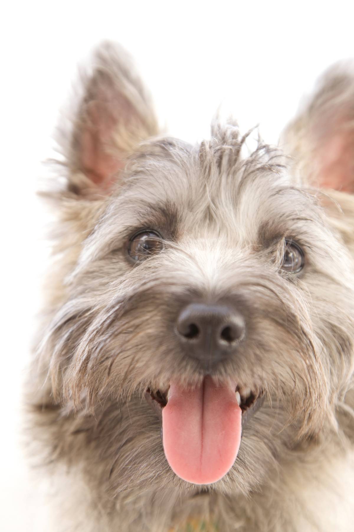DOG BOUTIQUE HOTEL - Palmela - Hundepension