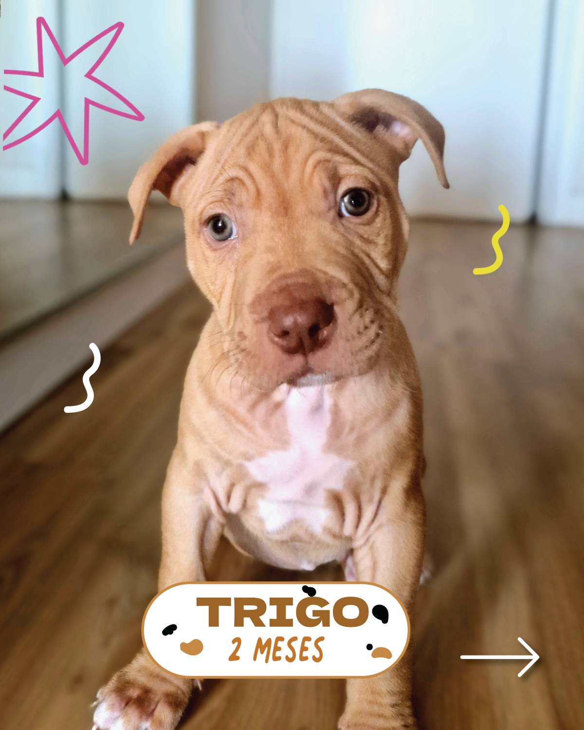 DogWay - Puppy Training - Cascais - Modification du comportement animal