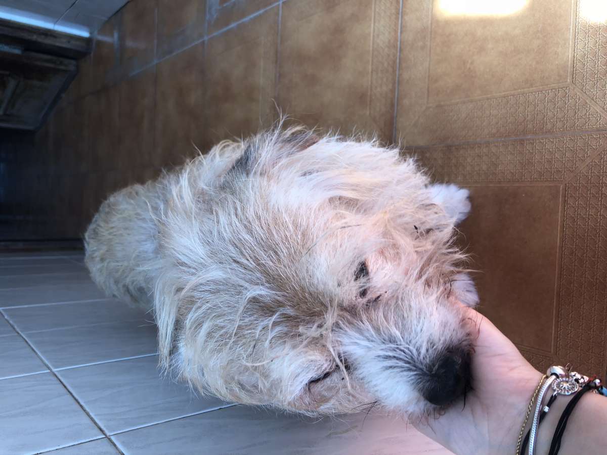 Natacha - Espinho - Dog Hotel