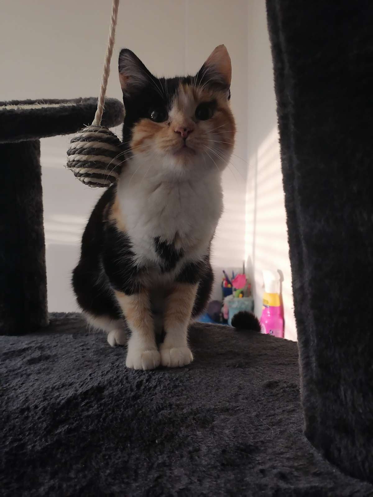 Bruna Figueiredo - Almada - Hotel for Cats