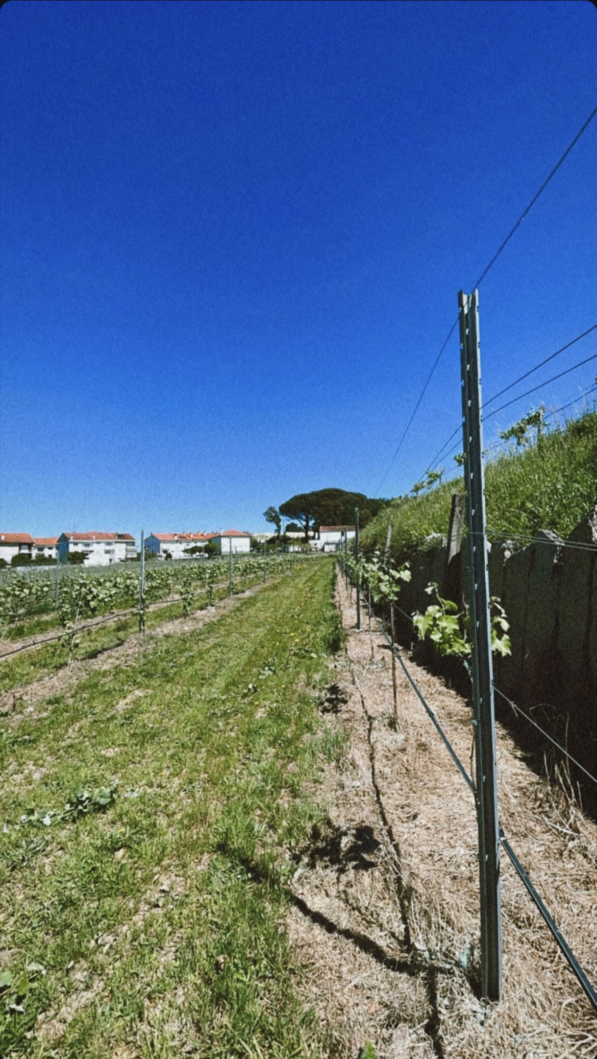 Marco Lopes - Monção - Shrub Removal