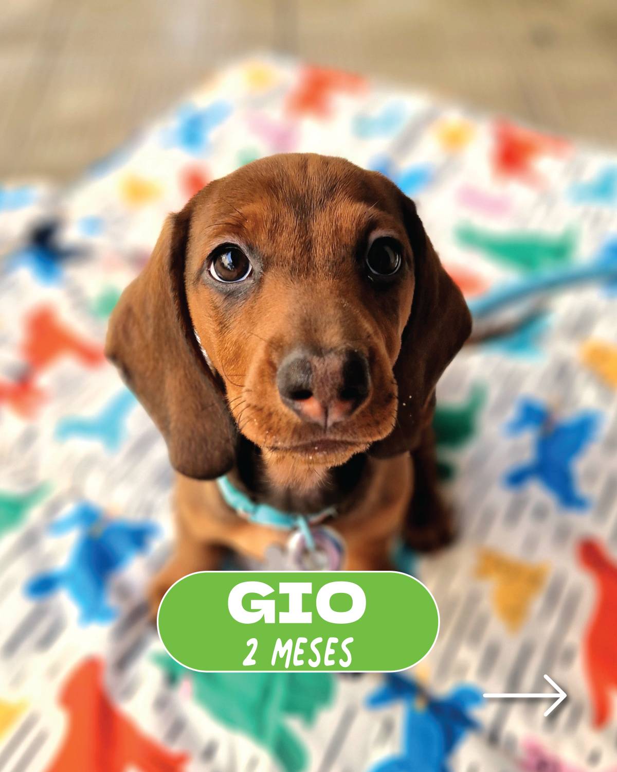 DogWay - Puppy Training - Cascais - Éducation canine