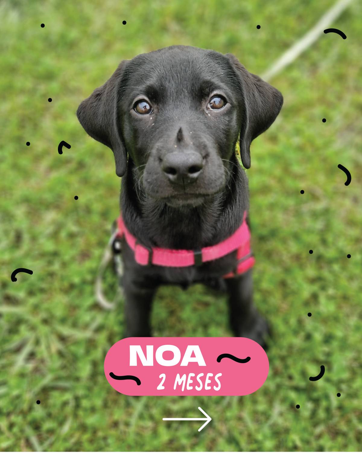 DogWay - Puppy Training - Cascais - Modification du comportement animal