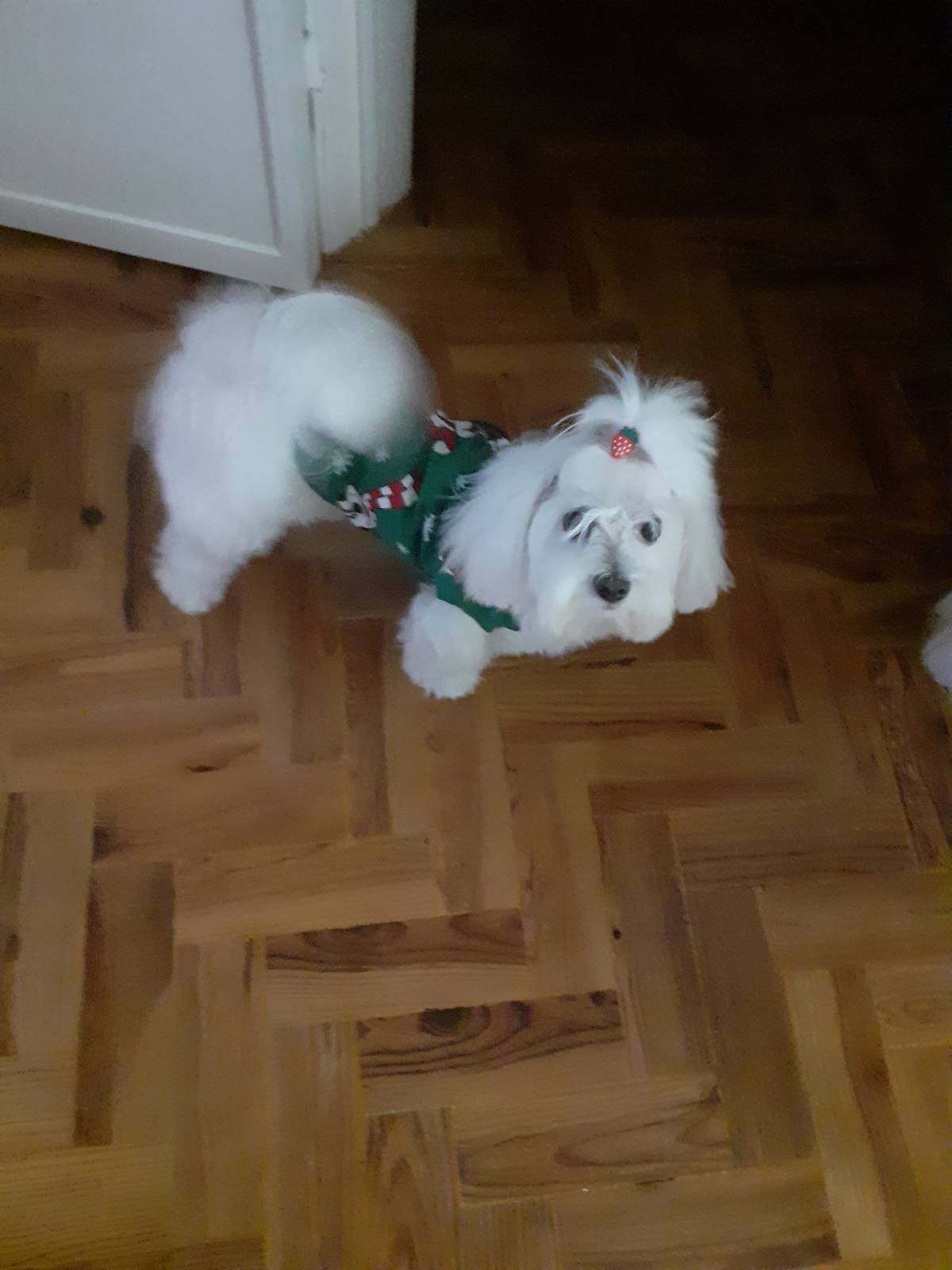 Tia Luisa - Odivelas - Paseador de perros