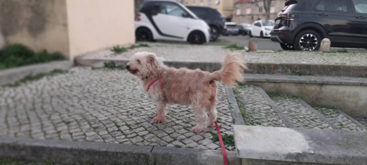 Maria Codina - Lisboa - Investigação Privada