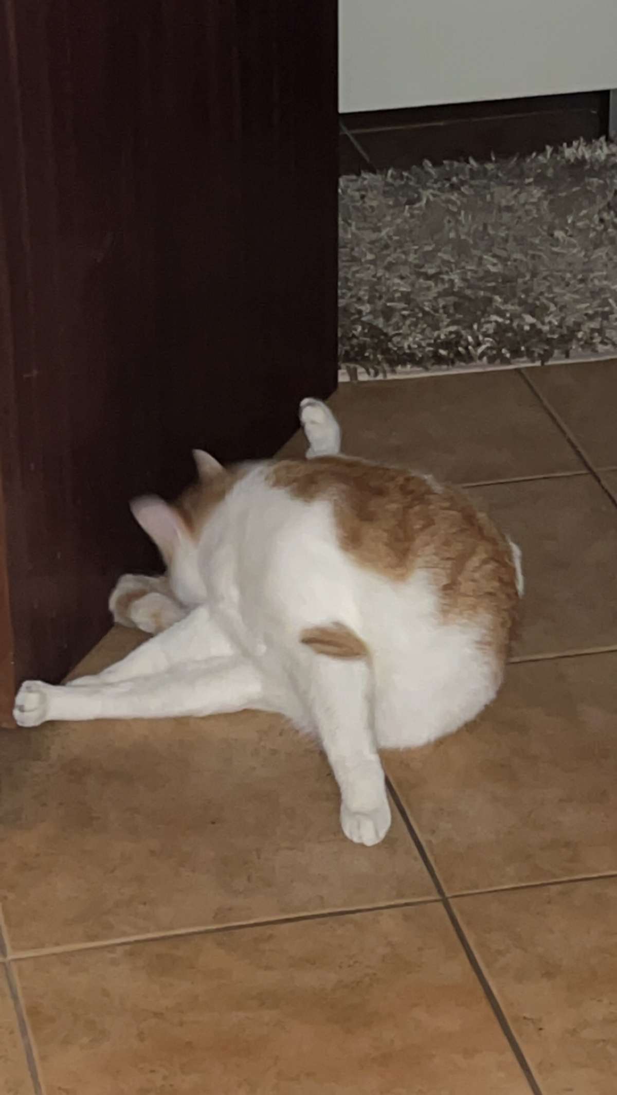 Clara - Vila Nova de Gaia - Cat Sitting