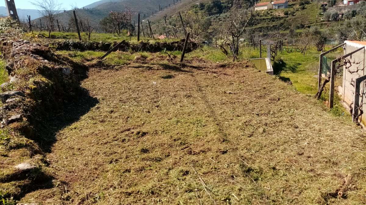 Ribeiro - Torres Vedras - Remoção de Ervas Daninhas