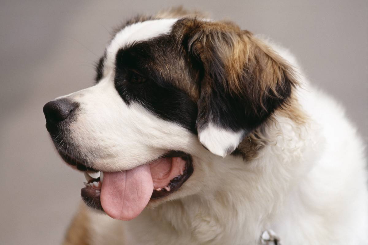 DOG BOUTIQUE HOTEL - Palmela - Haustierbetreuung und Tierpension