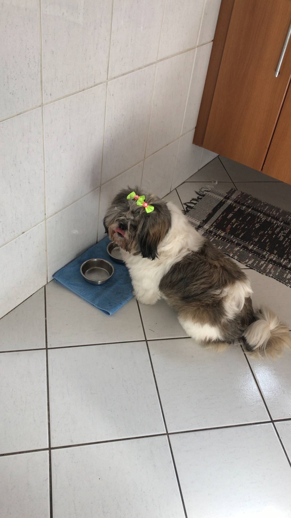 Deisy - Viana do Castelo - Pet Hotel