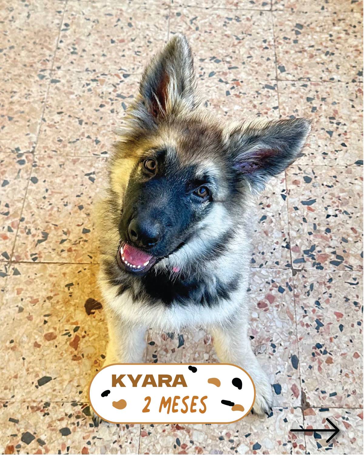 DogWay - Puppy Training - Cascais - Éducation canine - cours