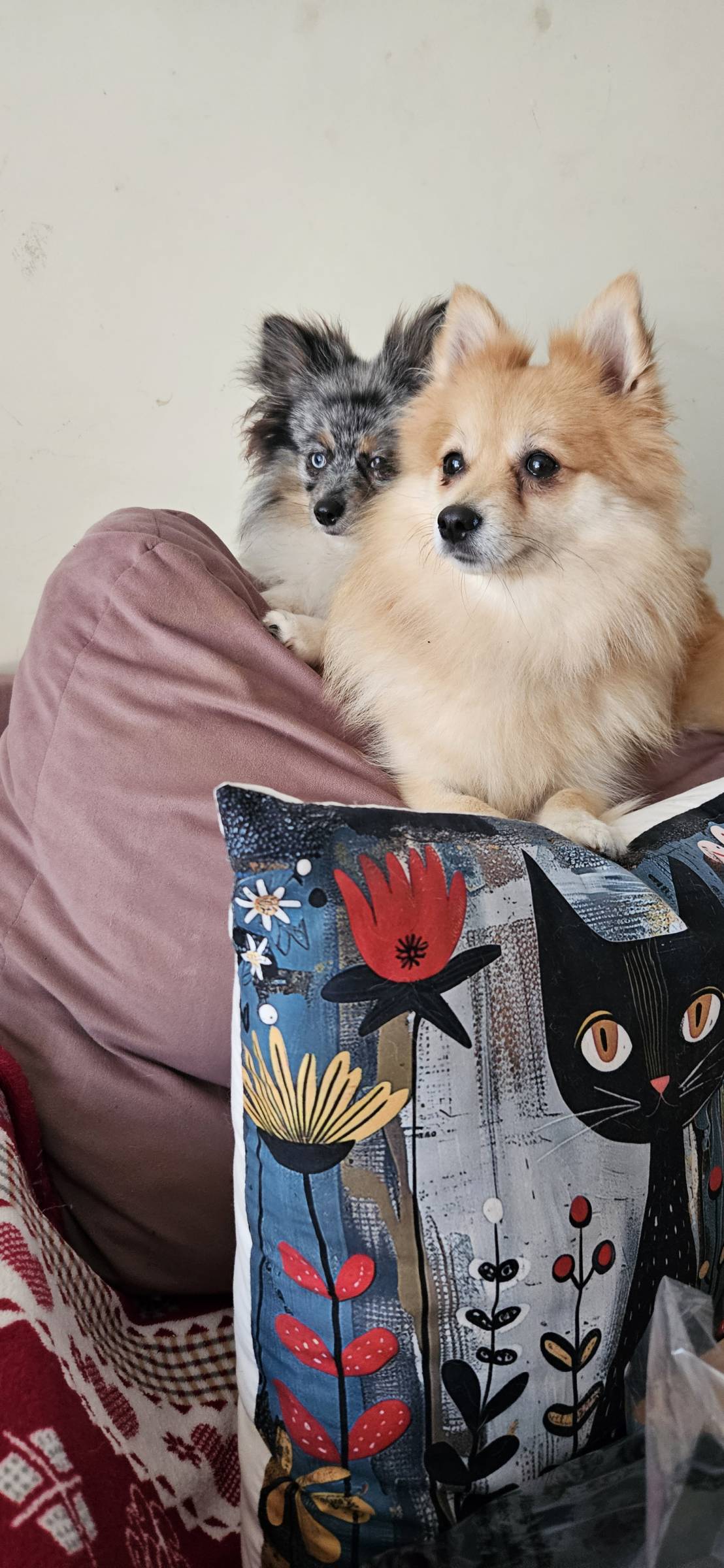 Joana - Santa Maria da Feira - Cat Sitting