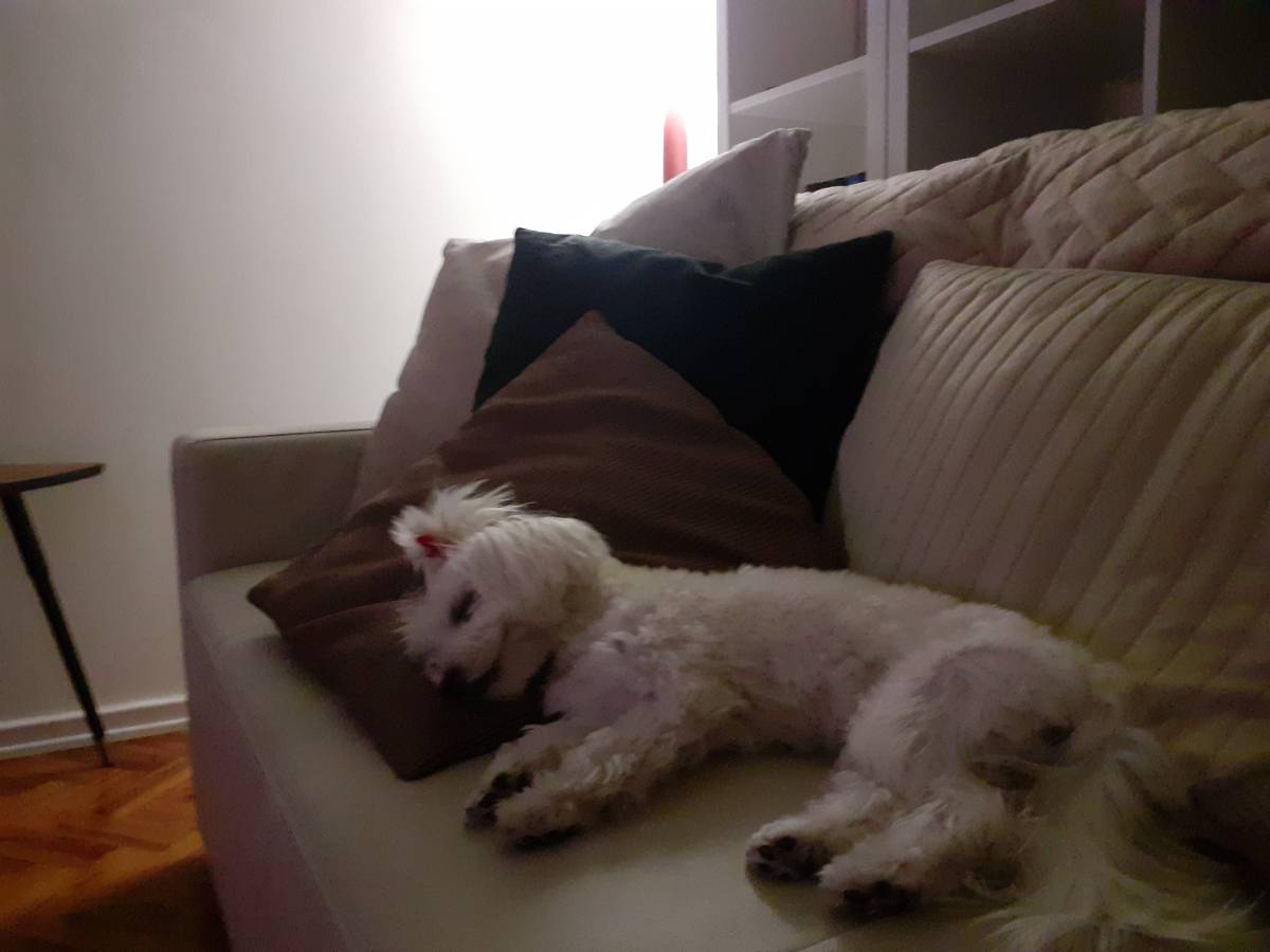 Tia Luisa - Odivelas - Cuidar tus perros
