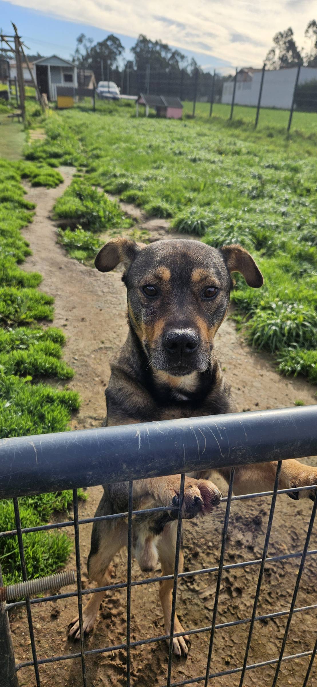 Joana - Santa Maria da Feira - Dog Walking
