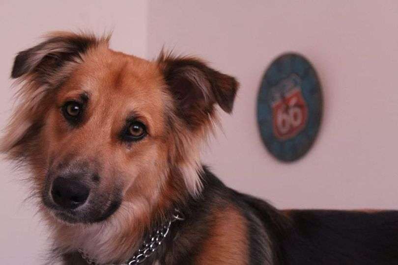 Andre Monteiro - Vila Nova de Famalicão - Adiestramiento de perros - Clases privadas