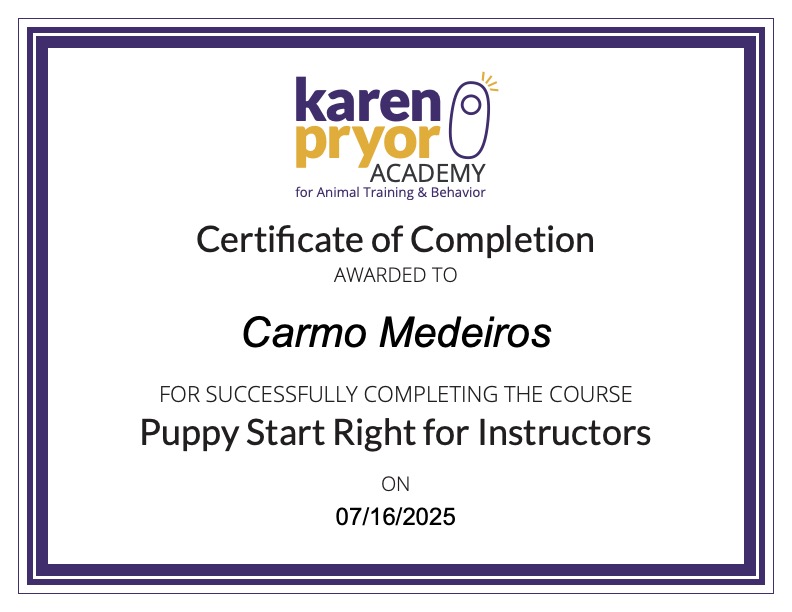 DogWay - Puppy Training - Cascais - Modification du comportement animal