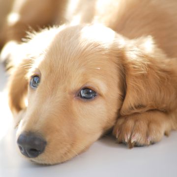 DOG BOUTIQUE HOTEL - Palmela - Haustierbetreuung und Tierpension