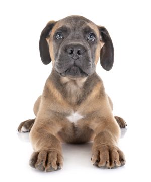 DOG BOUTIQUE HOTEL - Palmela - Hundetagesstätte (Hundesitter)
