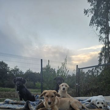 Joana - Santa Maria da Feira - Dog Hotel