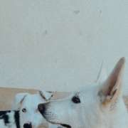 Natacha - Espinho - Pet Sitting and Walking
