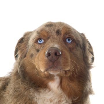 DOG BOUTIQUE HOTEL - Palmela - Haustiere - Pflege