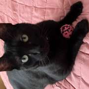Natacha - Espinho - Hotel for Cats