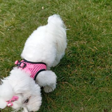 Cuidados y paseos de mascotas - Luisa Sales - Almendral