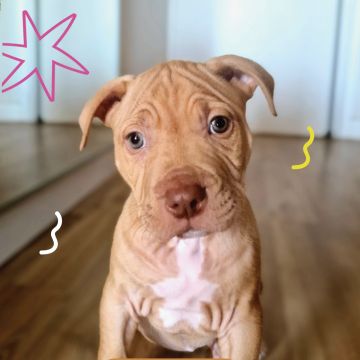 DogWay - Puppy Training - Cascais - Modification du comportement animal