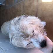 Natacha - Espinho - Dog Hotel