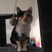 Bruna Figueiredo - Almada - Hotel for Cats