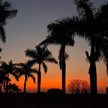 Mário Costa - Trofa - Élagage et entretien des arbres