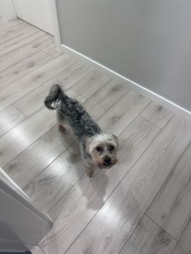 Hotel para Cães