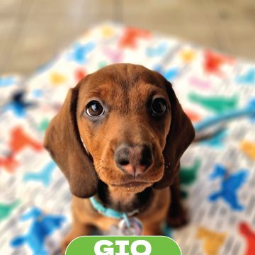 DogWay - Puppy Training - Cascais - Éducation canine