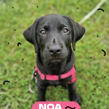 DogWay - Puppy Training - Cascais - Modification du comportement animal