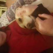 Andre Monteiro - Vila Nova de Famalicão - Guardería para perros