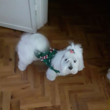 Tia Luisa - Odivelas - Paseador de perros