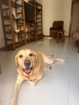 Deisy - Viana do Castelo - Home Organizing