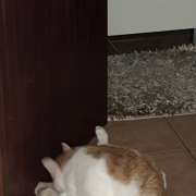 Clara - Vila Nova de Gaia - Cat Sitting