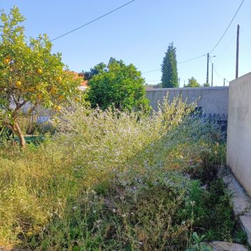 Tree Trimming and Maintenance - Lawncare