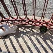 Natacha - Espinho - Pet Boarding and Daycare