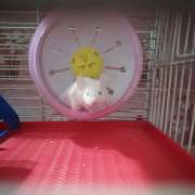 Bruna Figueiredo - Almada - Dog Daycare