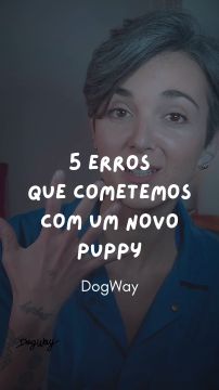 DogWay - Puppy Training - Cascais - Éducation canine - cours