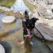 Bruna Figueiredo - Almada - Pet Care and Grooming