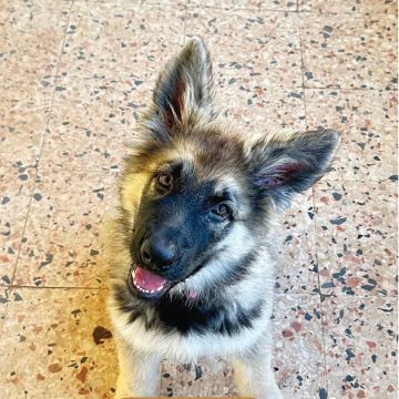 DogWay - Puppy Training - Cascais - Éducation canine - cours