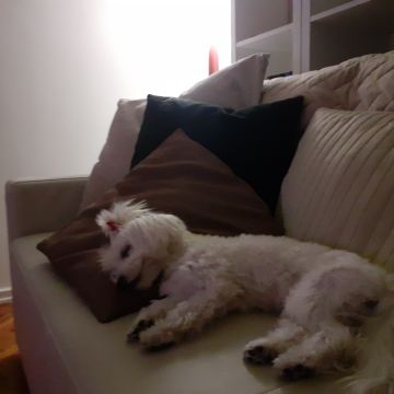 Tia Luisa - Odivelas - Cuidar tus perros