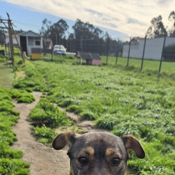 Joana - Santa Maria da Feira - Dog Walking