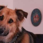 Andre Monteiro - Vila Nova de Famalicão - Adiestramiento de perros - Clases privadas